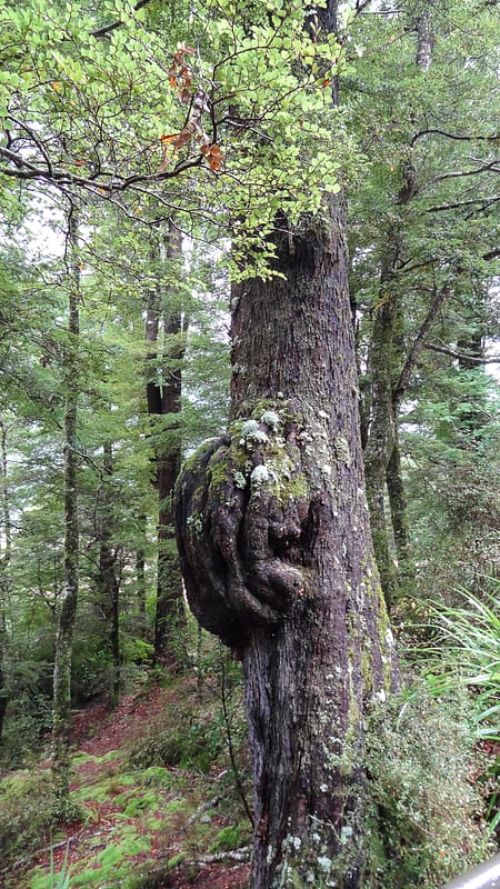 Day_25_Queenstown-Milford (5 of 22)