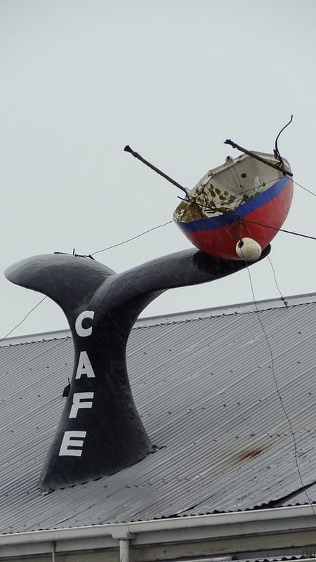 Day_18_Kaikoura2 (9 of 12)