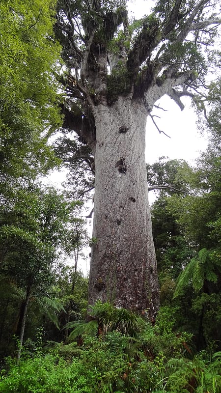 Day_9_KauriCoast (1 of 7)