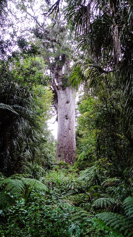 Day_9_KauriCoast (3 of 7)