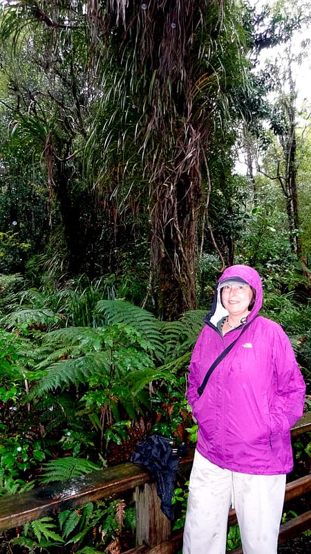 Day_9_KauriCoast (4 of 7)