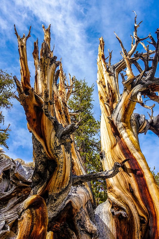 Bristlecone (1 of 17)