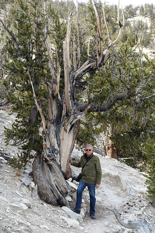 Bristlecone (12 of 17)