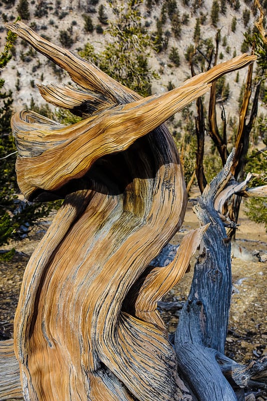 Bristlecone (14 of 17)