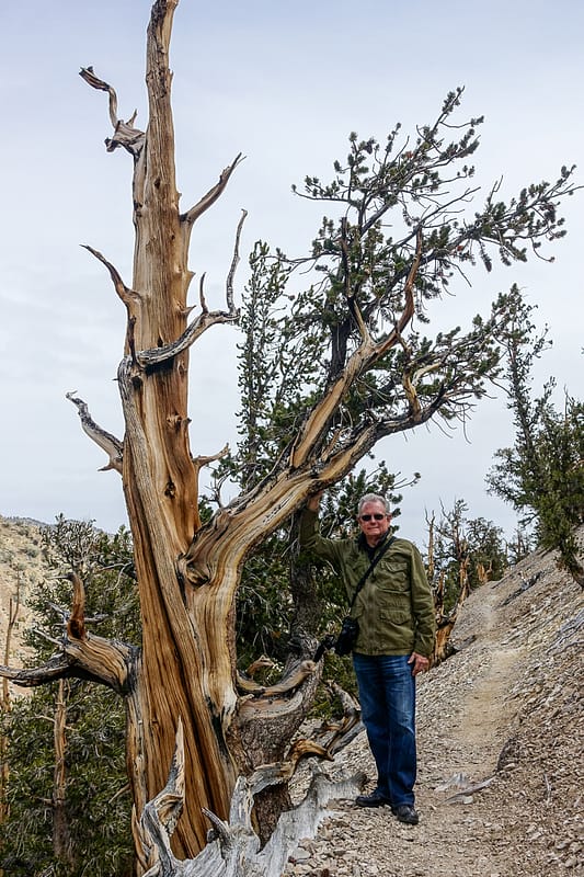 Bristlecone (3 of 17)