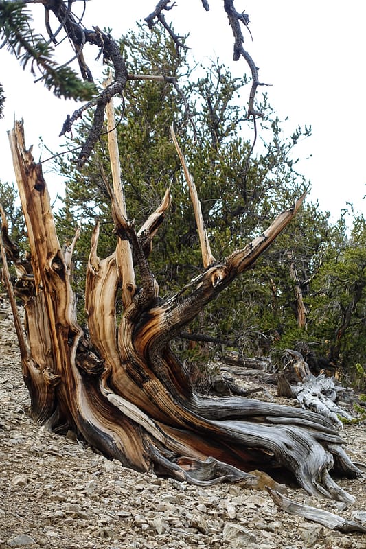 Bristlecone (4 of 17)