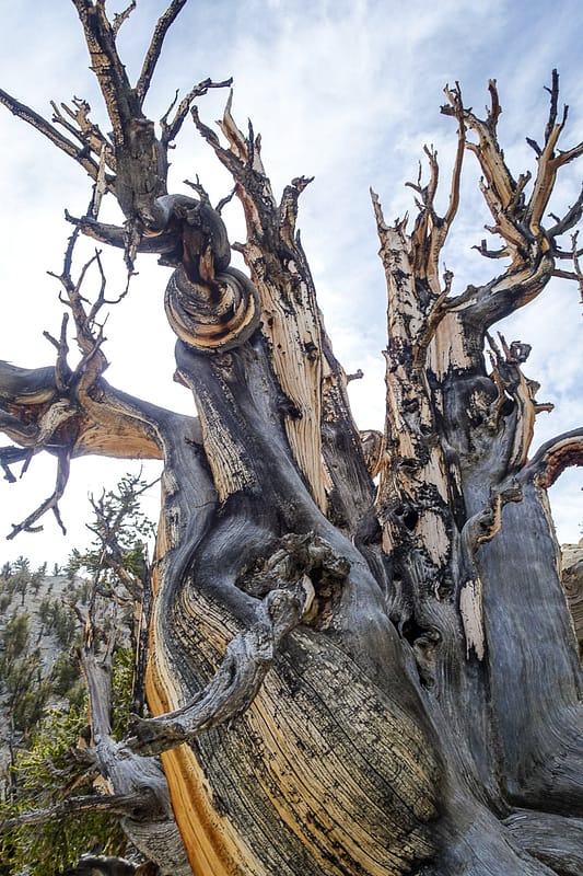 Bristlecone (9 of 17)