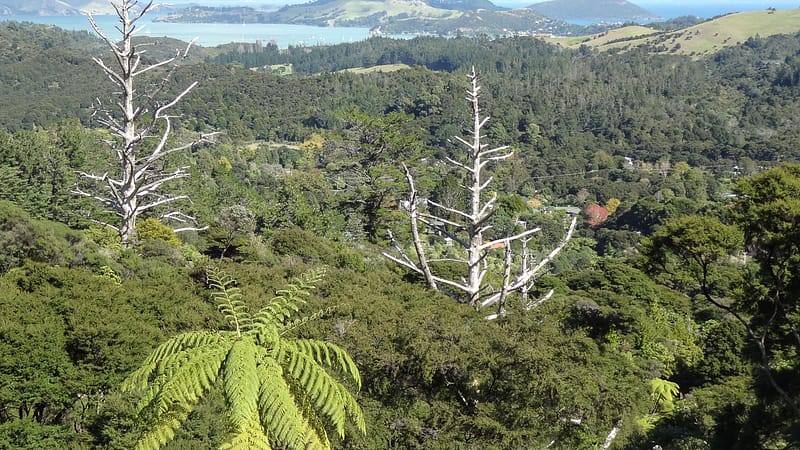 Day_11_Coromandel_Peninsula_II (9 of 21)