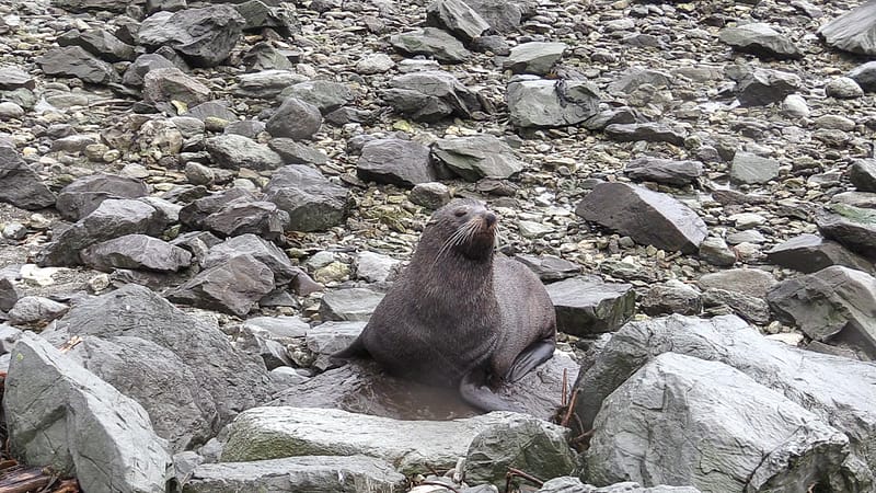 Day_18_Kaikoura2 (7 of 12)