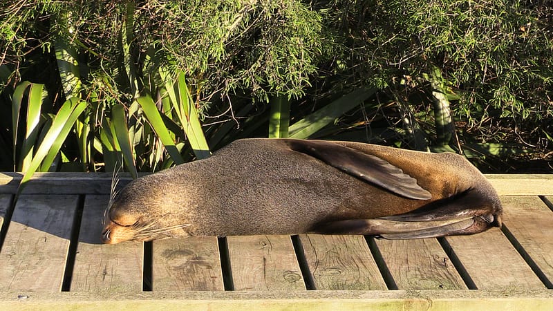 Day_19_Kaikoura2Christchurch (3 of 31)