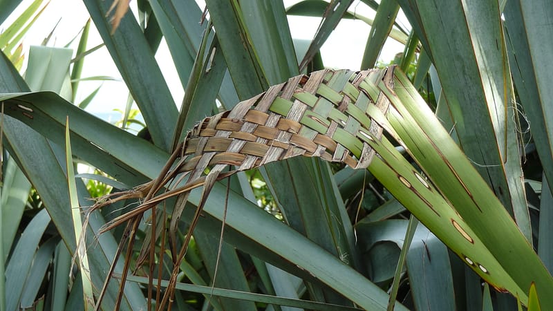 Day_20_Christchurch2Punakaiki (14 of 23)