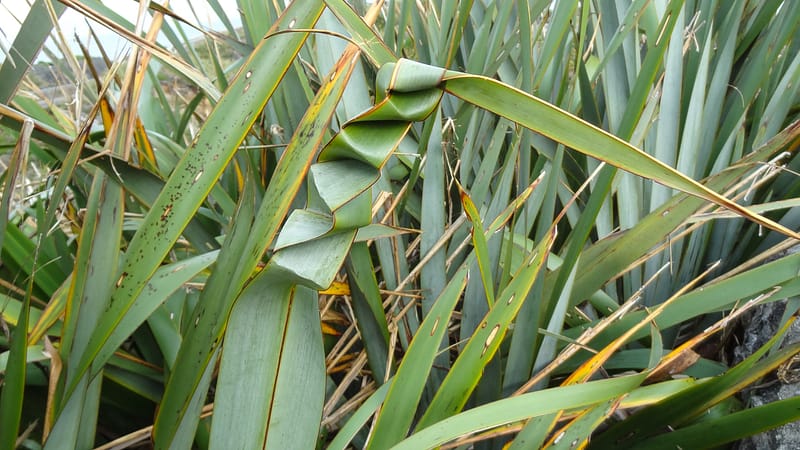 Day_20_Christchurch2Punakaiki (16 of 23)