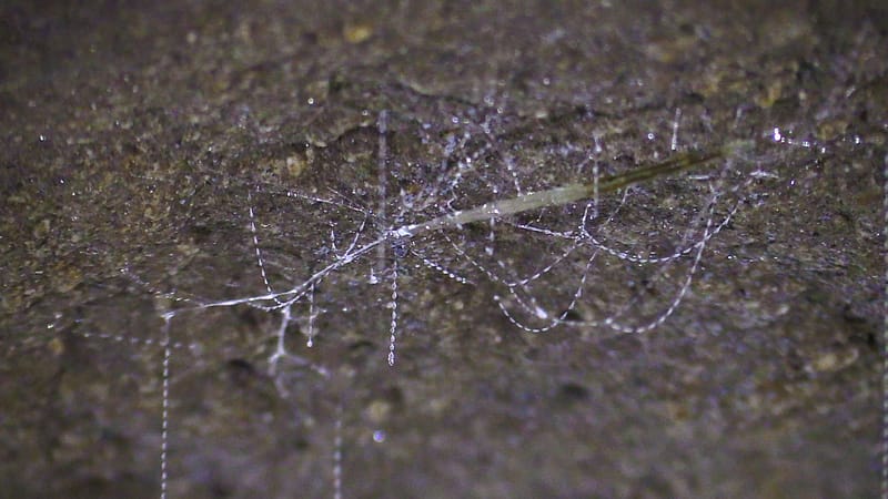 Day_20_Punakaiki II (10 of 16)