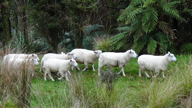 Day_20_Punakaiki II (6 of 16)