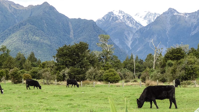 Day_23_FoxGlacier (10 of 21)