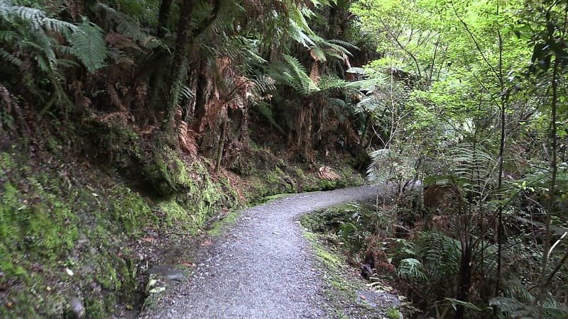Day_23_FoxGlacier (12 of 21)