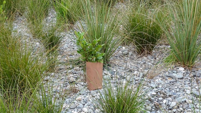 Day_23_FoxGlacier (18 of 21)