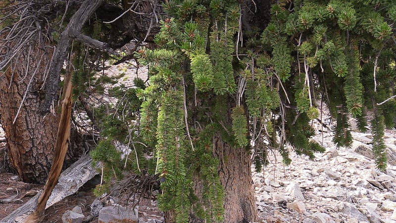 Bristlecone (11 of 17)