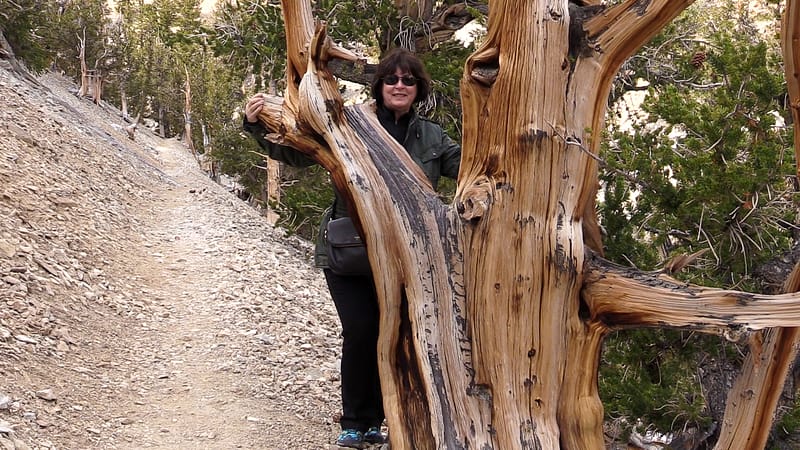 Bristlecone (15 of 17)