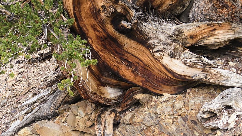 Bristlecone (16 of 17)