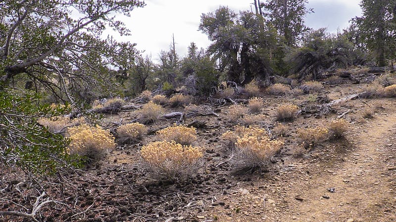 Bristlecone (17 of 17)