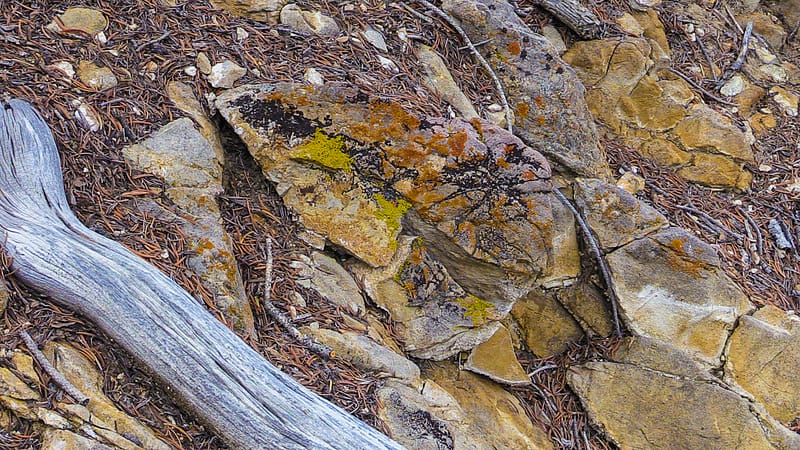 Bristlecone (5 of 17)