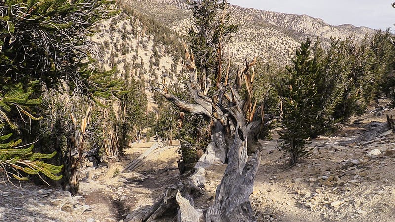 Bristlecone (6 of 17)
