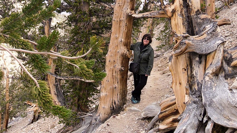 Bristlecone (7 of 17)