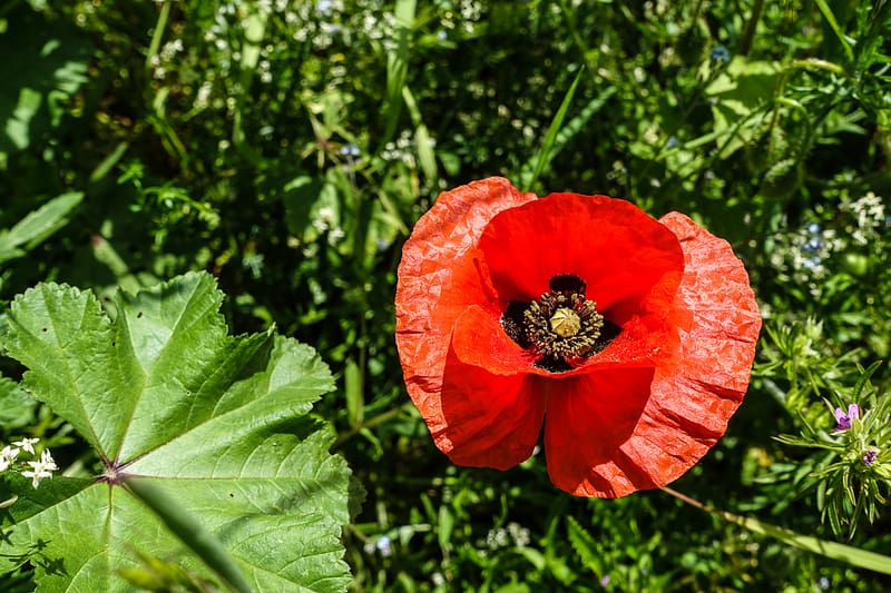Sarlat-Domme-Commarque (30 of 32)