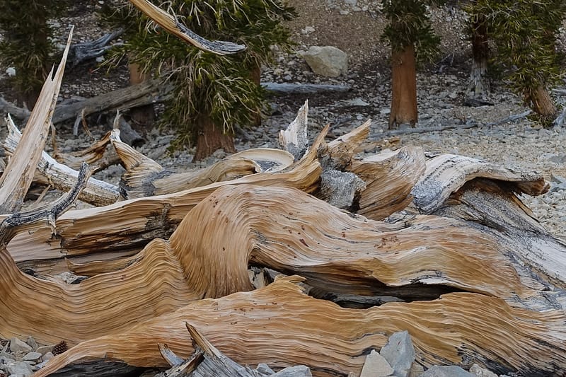 Bristlecone (10 of 17)