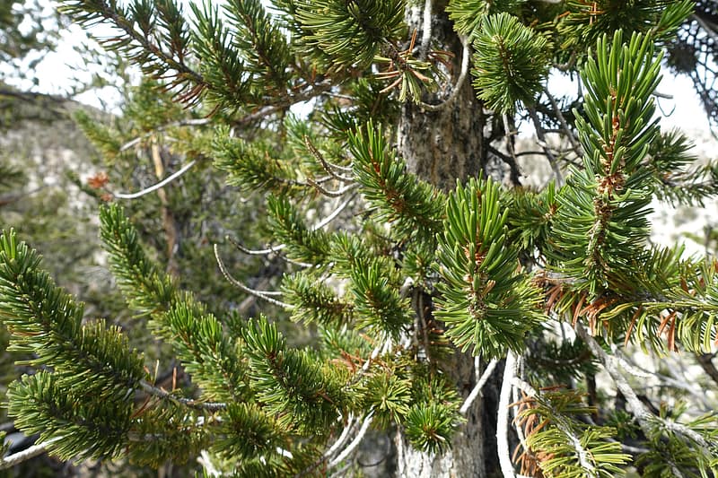 Bristlecone (13 of 17)