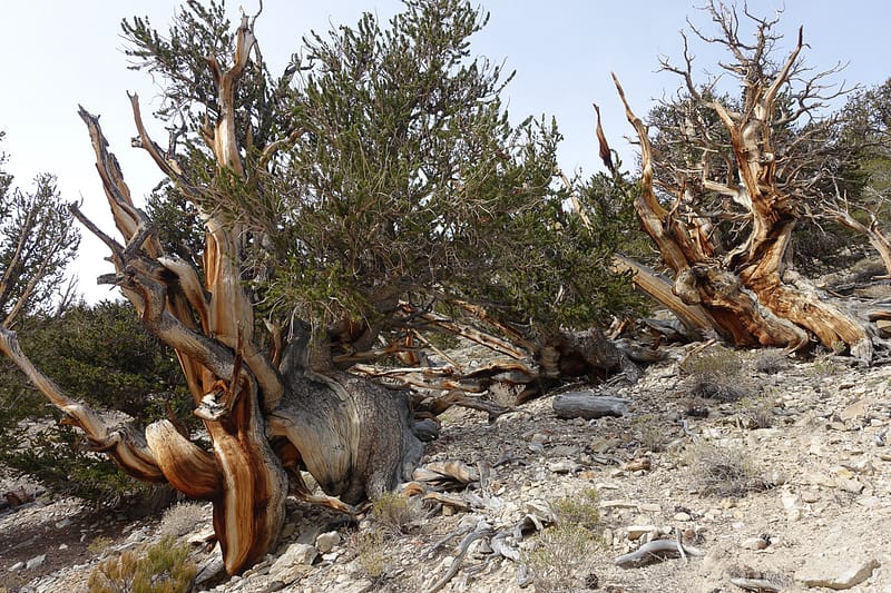 Bristlecone (8 of 17)