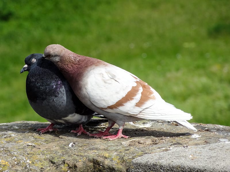 Carcassonne (23 of 33)