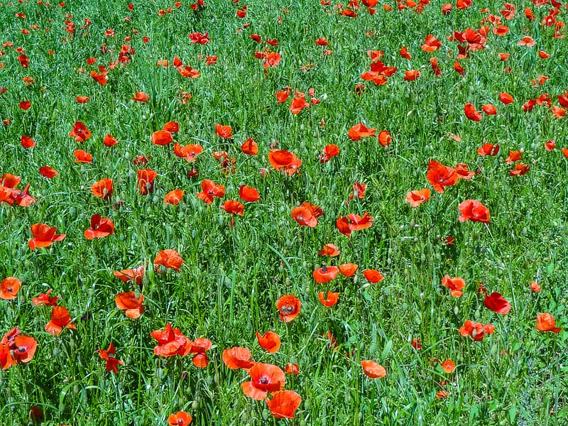 Sarlat-Domme-Commarque (29 of 32)